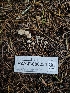  ( - HAY-F-006234)  @11 [ ] by (2023) Mandy Hackney Fungal Diversity Survey