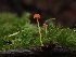  ( - HAY-F-006231)  @11 [ ] by (2023) Mandy Hackney Fungal Diversity Survey