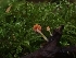  ( - HAY-F-006231)  @11 [ ] by (2023) Mandy Hackney Fungal Diversity Survey