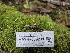  ( - HAY-F-006231)  @11 [ ] by (2023) Mandy Hackney Fungal Diversity Survey