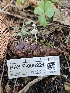  ( - HAY-F-006221)  @11 [ ] by (2023) Mandy Hackney Fungal Diversity Survey