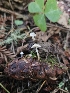  ( - HAY-F-006221)  @11 [ ] by (2023) Mandy Hackney Fungal Diversity Survey