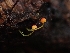  ( - HAY-F-006219)  @11 [ ] by (2023) Mandy Hackney Fungal Diversity Survey