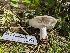  (Russula sp. montana-CA01 - HAY-F-005922)  @11 [ ] by-nc (2023) Stu Pickell Fungal Diversity Survey
