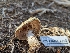  ( - HAY-F-005953)  @11 [ ] by-nc (2023) Stu Pickell Fungal Diversity Survey