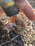  ( - HAY-F-005953)  @11 [ ] by-nc (2023) Stu Pickell Fungal Diversity Survey