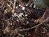  ( - HAY-F-003397)  @11 [ ] by-nc (2023) Sadie Hickey Fungal Diversity Survey