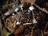  ( - HAY-F-003397)  @11 [ ] by-nc (2023) Sadie Hickey Fungal Diversity Survey