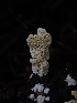  (Steccherinum oreophilum - HAY-F-003398)  @11 [ ] by-nc (2023) Sadie Hickey Fungal Diversity Survey