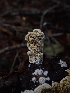  ( - HAY-F-003398)  @11 [ ] by-nc (2023) Sadie Hickey Fungal Diversity Survey