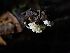  ( - HAY-F-003398)  @11 [ ] by-nc (2023) Sadie Hickey Fungal Diversity Survey