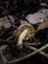  ( - HAY-F-003404)  @11 [ ] by-nc (2023) Sadie Hickey Fungal Diversity Survey
