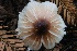  (Lepiota - HAY-F-004757)  @11 [ ] by-nc (2023) Taye Bright Fungal Diversity Survey
