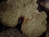 ( - HAY-F-003409)  @11 [ ] by-nc (2023) Sadie Hickey Fungal Diversity Survey