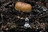  ( - HAY-F-004759)  @11 [ ] by-nc (2023) Taye Bright Fungal Diversity Survey