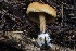  ( - HAY-F-004759)  @11 [ ] by-nc (2023) Taye Bright Fungal Diversity Survey