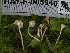  ( - HAY-F-005940)  @11 [ ] by-nc (2023) Stu Pickell Fungal Diversity Survey