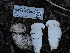  (Hygrophorus sp. fragrans-CA01 - HAY-F-005946)  @11 [ ] by-nc (2023) Stu Pickell Fungal Diversity Survey