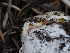  ( - HAY-F-005946)  @11 [ ] by-nc (2023) Stu Pickell Fungal Diversity Survey