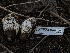  ( - HAY-F-005946)  @11 [ ] by-nc (2023) Stu Pickell Fungal Diversity Survey