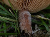  ( - HAY-F-005943)  @11 [ ] by-nc (2023) Stu Pickell Fungal Diversity Survey