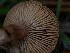  ( - HAY-F-005943)  @11 [ ] by-nc (2023) Stu Pickell Fungal Diversity Survey