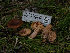  ( - HAY-F-005943)  @11 [ ] by-nc (2023) Stu Pickell Fungal Diversity Survey