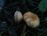  ( - HAY-F-005942)  @11 [ ] by-nc (2023) Stu Pickell Fungal Diversity Survey