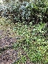  ( - HAY-F-006185)  @11 [ ] by (2023) Mandy Hackney Fungal Diversity Survey