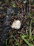  ( - HAY-F-006185)  @11 [ ] by (2023) Mandy Hackney Fungal Diversity Survey