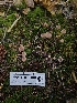 ( - HAY-F-006186)  @11 [ ] by (2023) Mandy Hackney Fungal Diversity Survey