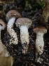  ( - HAY-F-006220)  @11 [ ] by (2023) Mandy Hackney Fungal Diversity Survey