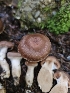  ( - HAY-F-006220)  @11 [ ] by (2023) Mandy Hackney Fungal Diversity Survey