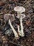  ( - HAY-F-006336)  @11 [ ] by (2023) Mandy Hackney Fungal Diversity Survey
