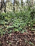  ( - HAY-F-006336)  @11 [ ] by (2023) Mandy Hackney Fungal Diversity Survey