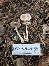  ( - HAY-F-006336)  @11 [ ] by (2023) Mandy Hackney Fungal Diversity Survey