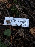  (Auriscalpiaceae - HAY-F-007029)  @11 [ ] by-nc (2023) Dean Lyons Fungal Diversity Survey