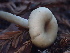  ( - HAY-F-007032)  @11 [ ] by-nc (2023) Dean Lyons Fungal Diversity Survey