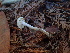  ( - HAY-F-007032)  @11 [ ] by-nc (2023) Dean Lyons Fungal Diversity Survey