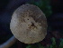  ( - HAY-F-007058)  @11 [ ] by-nc (2023) Dean Lyons Fungal Diversity Survey