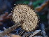  ( - HAY-F-007029)  @11 [ ] by-nc (2023) Dean Lyons Fungal Diversity Survey