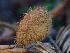  ( - HAY-F-007029)  @11 [ ] by-nc (2023) Dean Lyons Fungal Diversity Survey