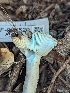  (Russula sp. Woo6 - HAY-F-004529)  @11 [ ] by-nc (2023) Stu Pickell Fungal Diversity Survey