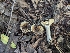 ( - HAY-F-004529)  @11 [ ] by-nc (2023) Stu Pickell Fungal Diversity Survey