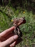  (Paragyromitra - HAY-F-005775)  @11 [ ] by-nc (2023) Stu Pickell Fungal Diversity Survey