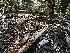  ( - HAY-F-001266)  @11 [ ] by-nc (2023) Aaron Tupac Fungal Diversity Survey
