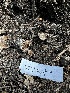 ( - HAY-F-005478)  @11 [ ] by-nc (2023) Aaron Tupac Fungal Diversity Survey