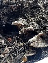  ( - HAY-F-005478)  @11 [ ] by-nc (2023) Aaron Tupac Fungal Diversity Survey
