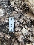  ( - HAY-F-001329)  @11 [ ] by-nc (2023) Aaron Tupac Fungal Diversity Survey