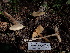  ( - HAY-F-004311)  @11 [ ] by-nc (2023) Jaren Hockert Fungal Diversity Survey